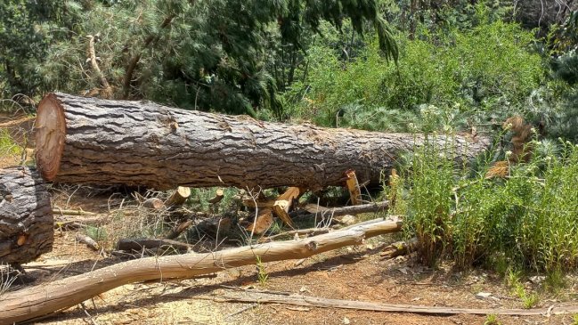 Cuatro sujetos fueron detenidos tras ser sorprendidos robando madera en Lago Peñuelas