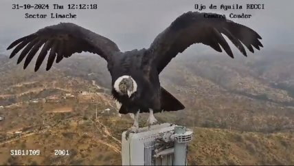 Majestuoso cóndor posó frente a una cámara de monitoreo de incendios en Limache  