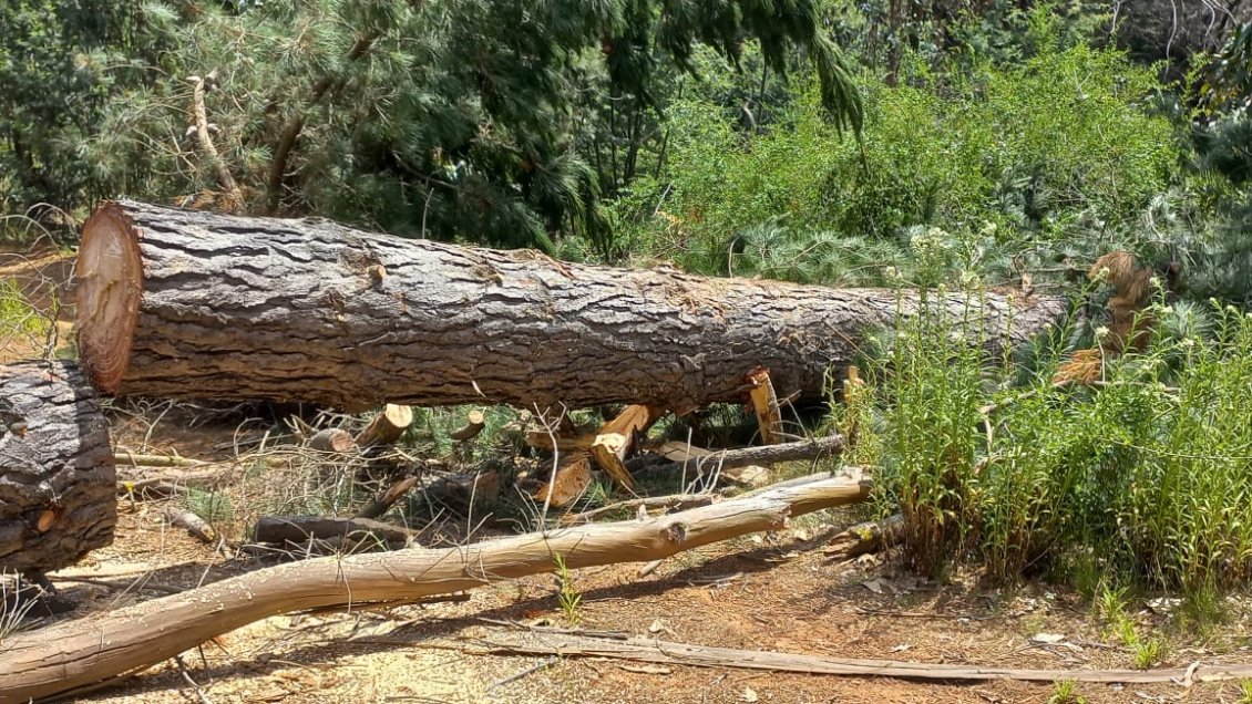Cuatro sujetos fueron detenidos tras ser sorprendidos robando madera en Lago Peñuelas