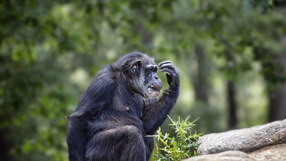 Ego animal: Chimpancés rinden mejor en tareas difíciles si tienen público
