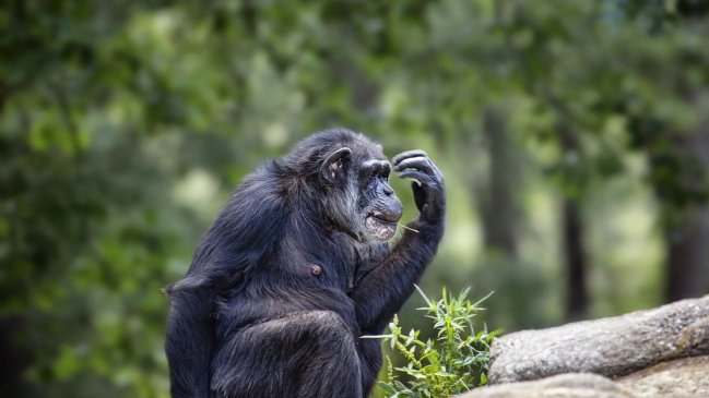 Ego animal: Chimpancés rinden mejor en tareas difíciles si tienen público