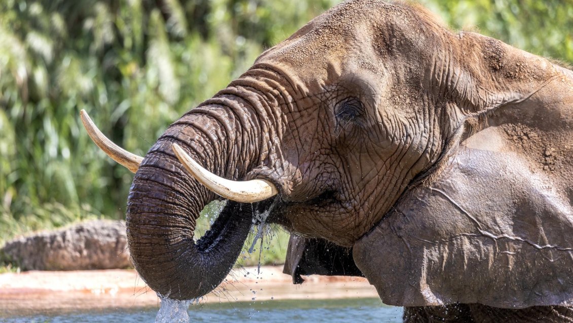 Los elefantes saben usar las mangueras como herramientas para ducharse