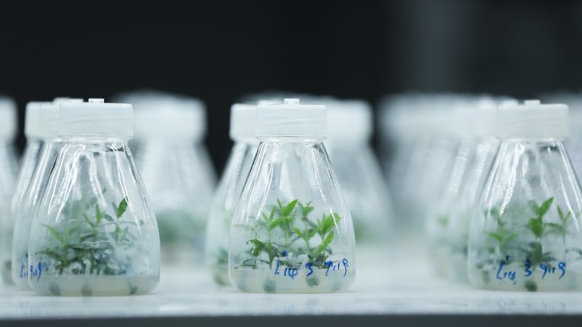 Germinan en China unas semillas de olivo sometidas a experimentos en el espacio