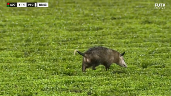 [VIDEO] Insólito: Zarigüeya interrumpió partido de la liga de Costa Rica