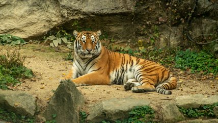   China busca a un tigre siberiano tras atacar a un agricultor 