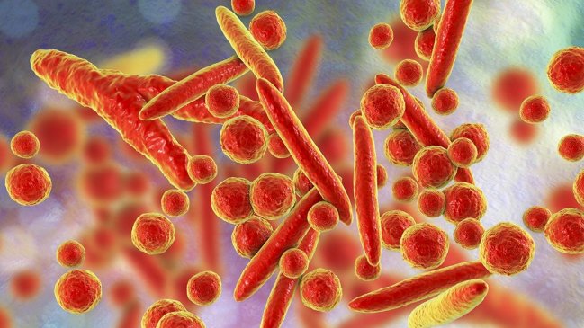 Salud reitera alerta por bacteria Mycoplasma pneumoniae: Niña murió en O'Higgins