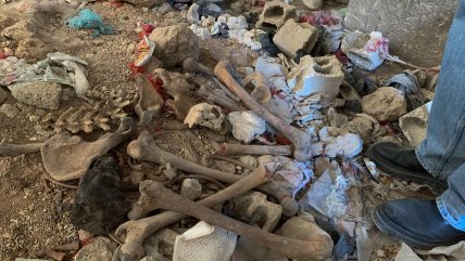   Fosas comunes de Al Asad revelan el destino de decenas de miles de desparecidos 