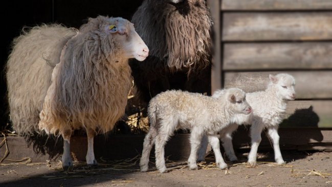 Lancha con 120 corderos naufragó en el sur: 115 murieron
