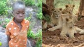   Niño sobrevive cinco días perdido en un parque lleno de leones en Zimbabue 