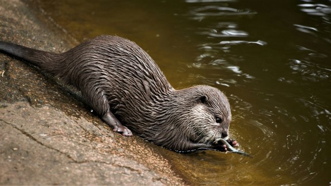 Hallazgos genéticos afirman presencia de una nutria euroasiática excepcional en Hong Kong