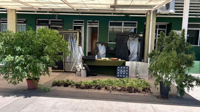 Sujeto fue detenido por mantener 16 plantas de marihuana en su casa