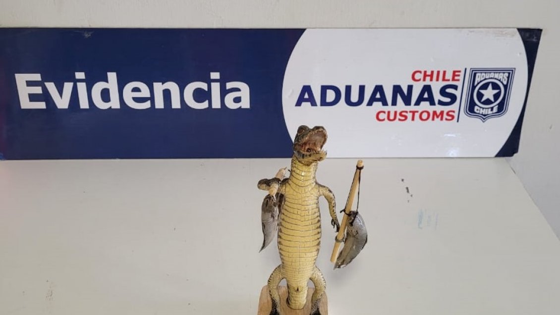 Otro más: Aduanas descubre un yacaré disecado en el equipaje de un viajero
