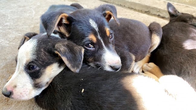 Rescatan cachorros abandonados en sector rural de Temuco