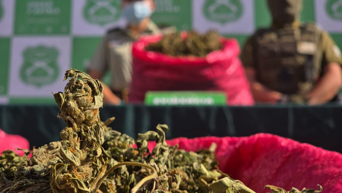 Segundo decomiso más grande en la región: Más de 15 mil plantas de marihuana incautadas en Coquimbo