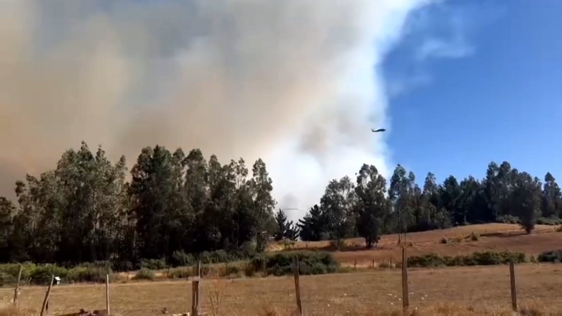 Incendio forestal destruyó cuatro casas en Cholchol