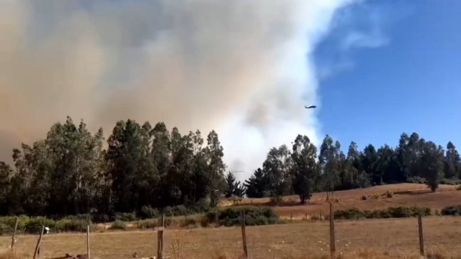 Incendio forestal destruyó cuatro casas en Cholchol