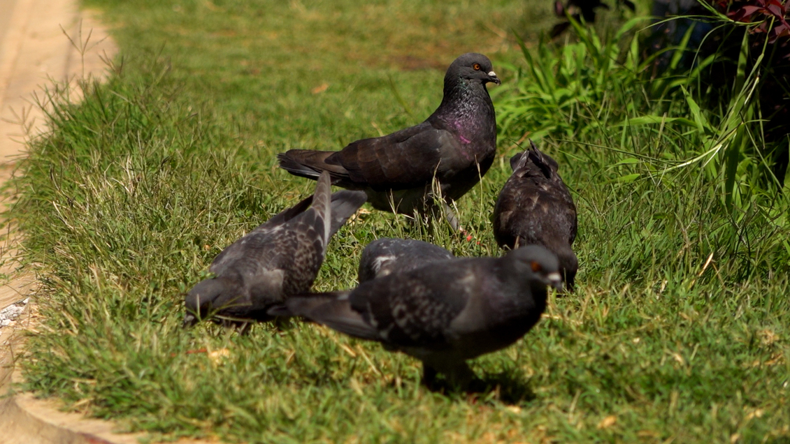 Cambios en la ciudad se reflejan en la fisonomía de las palomas, según estudio