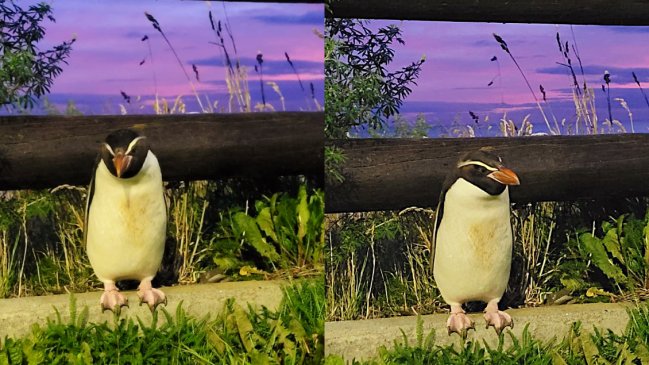 Viajó más de 7.500 km: Pingüino de Nueva Zelanda fue encontrado en Punta Arenas