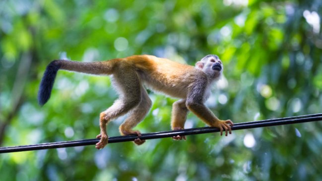 Mono provoca apagón y deja a más de 23 millones de personas sin electricidad