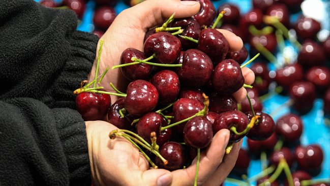 Exportación de cerezas chilenas a China impulsa las ventas de la industria frutícola