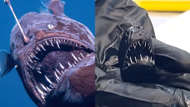 Muere el pez diablo negro tras ser avistado en España: Así era su tamaño real