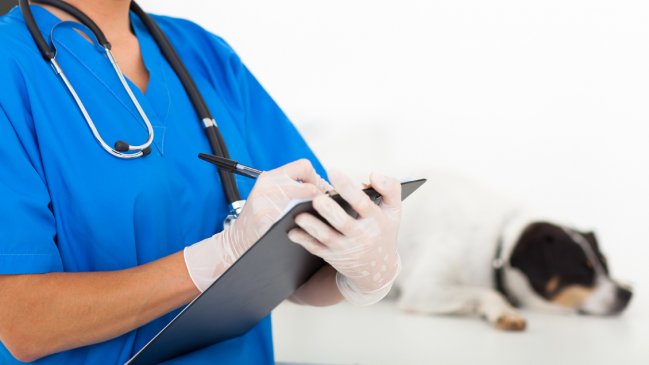 Veterinaria deberá pagar casi $5 millones por muerte de perro: Sólo tenía una uña fracturada