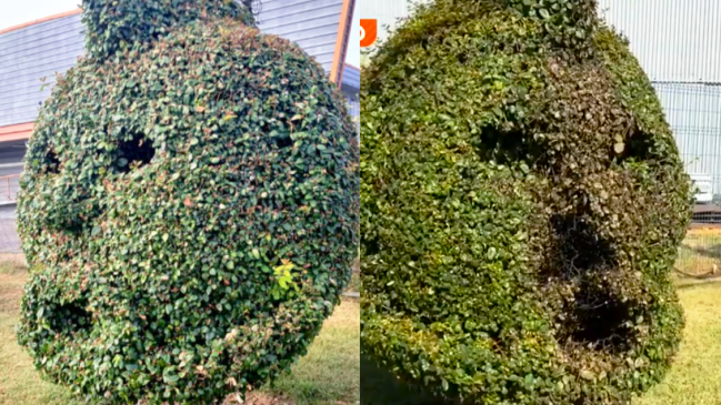 Lamentable: Quemaron el arbusto podado con el rostro de Arturo Vidal en Talcahuano