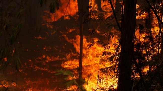 Detienen a sujeto acusado de provocar incendio forestal en Los Ríos