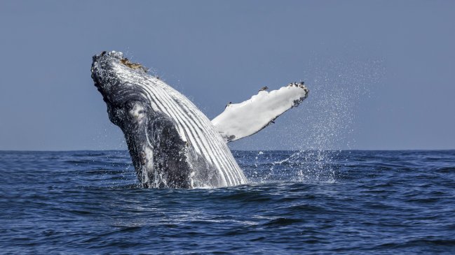 Chile se ha convertido en un 