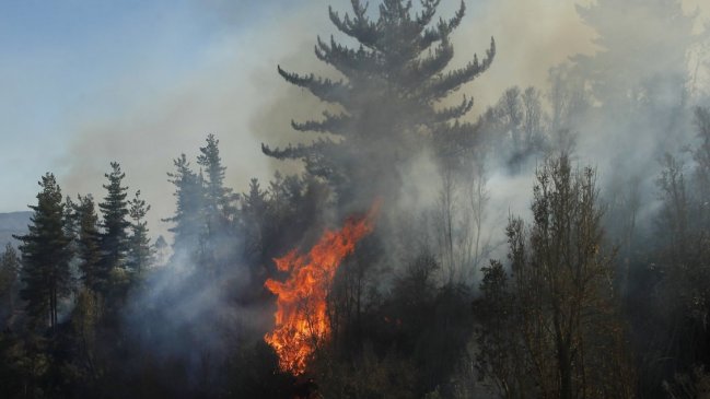 Piden evacuar sectores de Cholchol por avance de incendio forestal