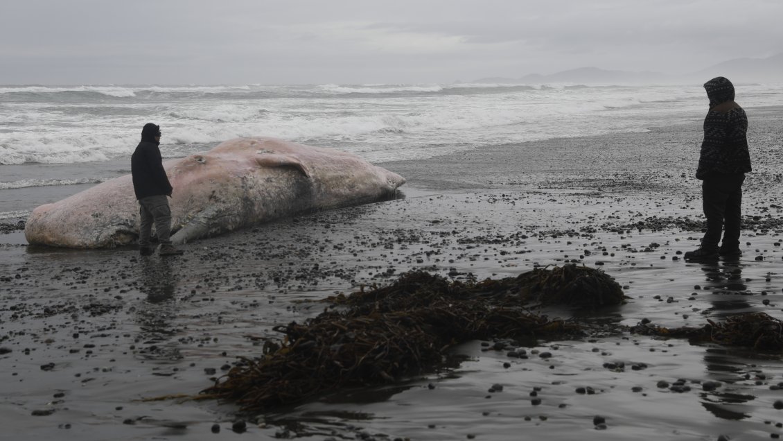 Cachalote de 13 metros varó en la costa de Chiloé
