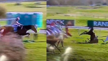   Caballo murió después de desplomarse en importante prueba británica 