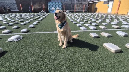   OS-7 incautó más de 724 kilos de marihuana en Antofagasta 
