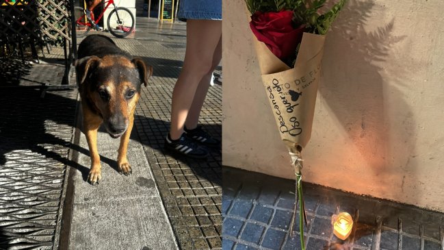 Oso: El perrito de Portugal con Alameda que recibió una conmovedora despedida tras su partida
