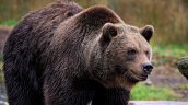 Rumania planea multas de hasta 1.200 euros por alimentar a osos para reducir los ataques