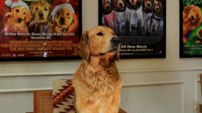 ¡Llamado a todos los golden retrievers! 