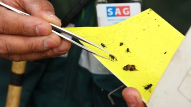 Gobierno resalta disminución en los focos de mosca de la fruta