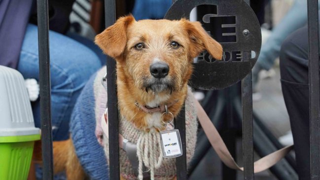 La Florida regalará más de 5 mil collares con geolocalización para mascotas