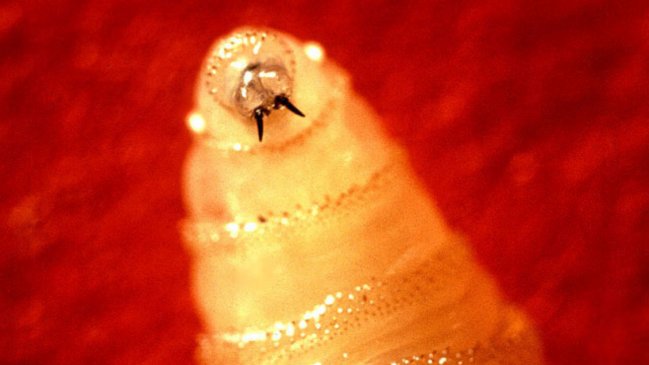 EE.UU. detecta el primer caso del gusano barrenador en humanos en su territorio