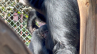 Cría de siamang nació en el Buinzoo: especie está en peligro de extinción