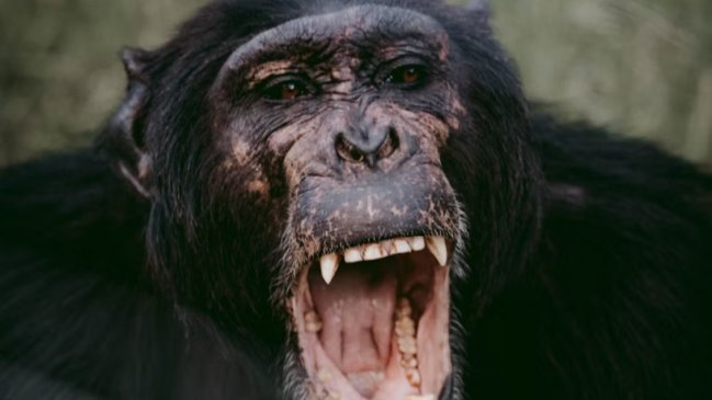Cayó clan narco en la RM: PDI encontró un chimpancé en el operativo