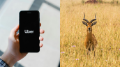 Uber incursiona en safaris: Ofrecerá expediciones en el Parque Nacional de Nairobi