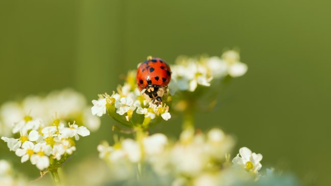 Ojo con las alergias: ¿Cuándo comienza la primavera?