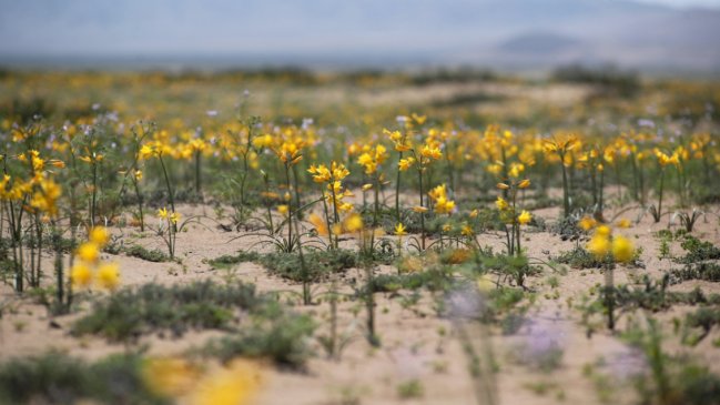 Desierto de Atacama vuelve a florecer y se tiñe de colores únicos