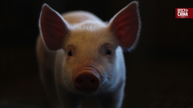 China logró mantener vivo a un paciente 171 días con un hígado de cerdo modificado