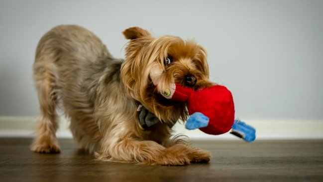 Estudio indica que los perros pueden volverse adictos a sus juguetes