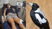 Ataque de urraca deja a chilena gravemente herida en Australia