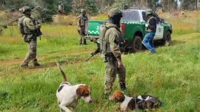 Ercilla: Encapuchado obligó a cazadores a desnudarse y mató a tres de sus perros