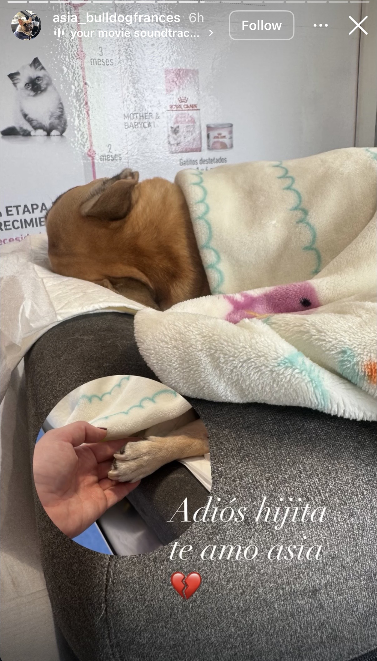 Adriana Barrientos confirma la muerte de su perrita Asia Adriana Barrientos confirma la muerte de su perrita Asia