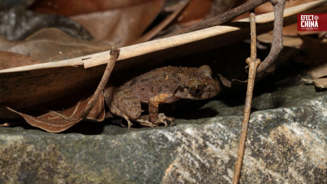 Descubren en China una nueva especie de rana bautizada en honor al kung fu